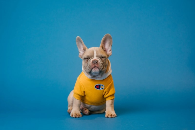 Pet Supplies